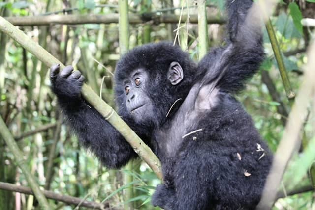 Gorillas and other primates tour